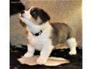 Pembroke Welsh Corgi Puppy for sale in Saucier, MS, USA