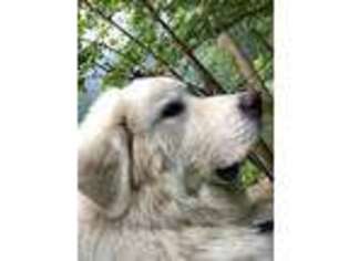 Great Pyrenees Puppy for sale in Franklin, NC, USA