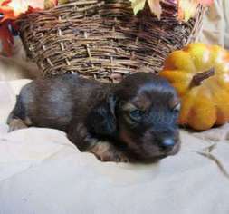Dachshund Puppy for sale in Sioux Falls, SD, USA