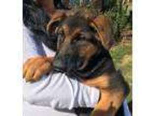 German Shepherd Dog Puppy for sale in CARTERSVILLE, GA, USA