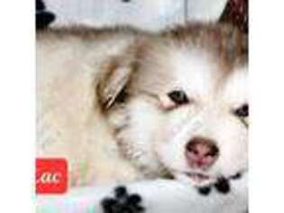 Alaskan Malamute Puppy for sale in Clovis, NM, USA