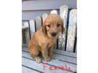 Goldendoodle Puppy for sale in Dorchester, NE, USA