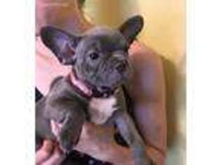 French Bulldog Puppy for sale in Normal, IL, USA
