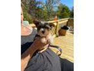 Biewer Terrier Puppy for sale in Leesburg, VA, USA