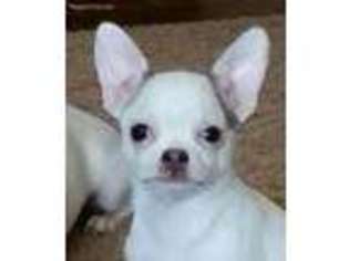 Chihuahua Puppy for sale in Brighton, MI, USA
