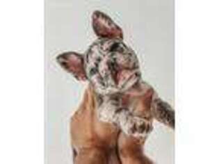 French Bulldog Puppy for sale in Morrill, KS, USA