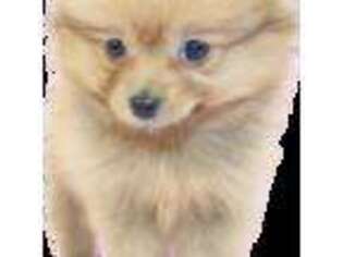 Pomeranian Puppy for sale in Hillsboro, OR, USA