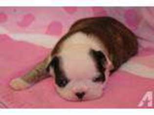 Boston Terrier Puppy for sale in ROSEVILLE, CA, USA