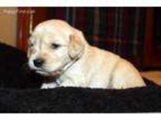 Golden Retriever Puppy for sale in Stockton, CA, USA