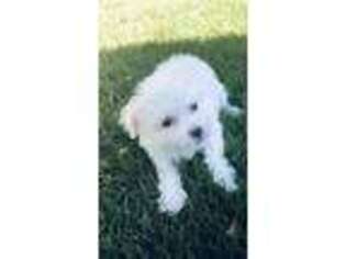 Maltese Puppy for sale in Brookfield, WI, USA