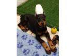 Doberman Pinscher Puppy for sale in Lehi, UT, USA