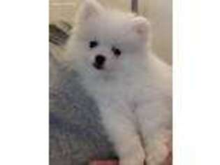 Pomeranian Puppy for sale in Saint Louis, MO, USA