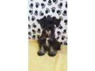 Mutt Puppy for sale in Kosse, TX, USA