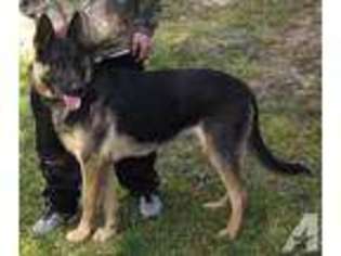 German Shepherd Dog Puppy for sale in HINCKLEY, MN, USA