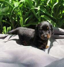 Dachshund Puppy for sale in Le Mars, IA, USA