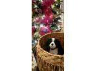 Cavalier King Charles Spaniel Puppy for sale in Destin, FL, USA