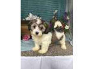 Havanese Puppy for sale in New Holland, PA, USA