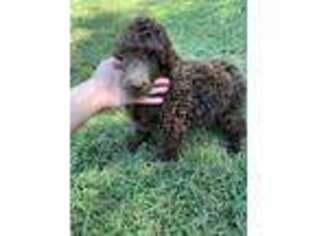 Mutt Puppy for sale in Danville, AL, USA