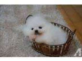 Pomeranian Puppy for sale in CITY OF INDUSTRY, CA, USA