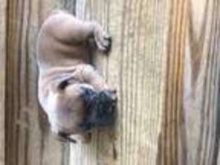 French Bulldog Puppy for sale in Hickory, KY, USA