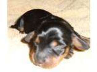 Dachshund Puppy for sale in Rio Linda, CA, USA