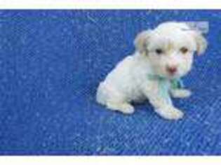 Mutt Puppy for sale in Los Angeles, CA, USA