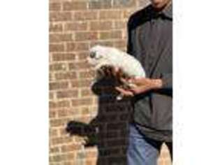 Dogo Argentino Puppy for sale in Newnan, GA, USA