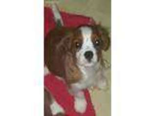 Cavalier King Charles Spaniel Puppy for sale in Pittsburgh, PA, USA