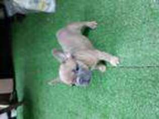 French Bulldog Puppy for sale in WINSTED, CT, USA