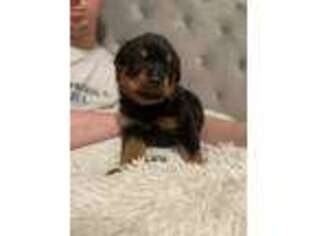 Rottweiler Puppy for sale in Wausau, WI, USA