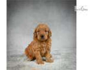 Goldendoodle Puppy for sale in Fort Worth, TX, USA