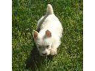 West Highland White Terrier Puppy for sale in Free Union, VA, USA