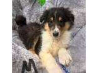 Collie Puppy for sale in Griggsville, IL, USA