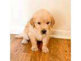 Golden Retriever Puppy for sale in Bloomfield, NJ, USA