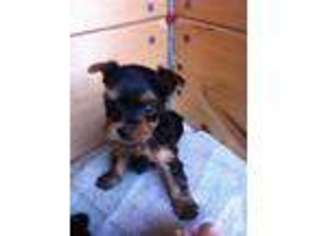 Yorkshire Terrier Puppy for sale in JUDSONIA, AR, USA