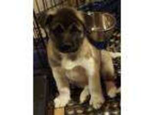 Akita Puppy for sale in York, PA, USA
