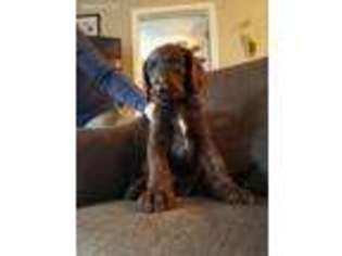 Labradoodle Puppy for sale in Bristol, TN, USA
