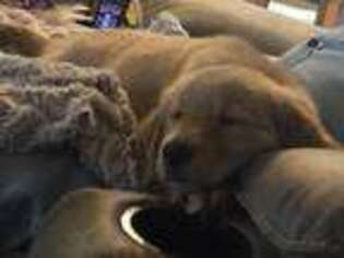 Golden Retriever Puppy for sale in Mayfield, KY, USA