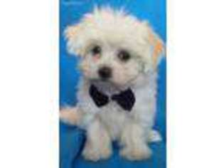 Maltese Puppy for sale in Delta, UT, USA