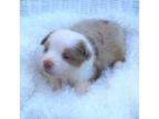 Miniature Australian Shepherd Puppy for sale in Norfolk, VA, USA
