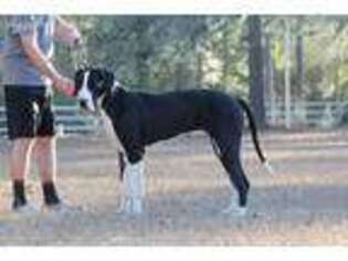 Great Dane Puppy for sale in Locust Grove, GA, USA