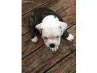 Olde English Bulldogge Puppy for sale in Villa Rica, GA, USA