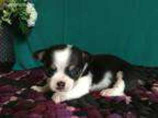 Chihuahua Puppy for sale in Honey Brook, PA, USA