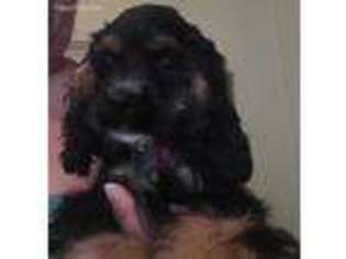 Cocker Spaniel Puppy for sale in Bossier City, LA, USA