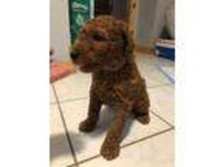 Mutt Puppy for sale in Springfield, ME, USA