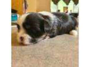 Lhasa Apso Puppy for sale in Audubon, NJ, USA