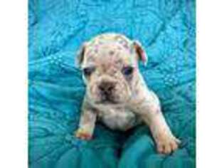 French Bulldog Puppy for sale in Lu Verne, IA, USA
