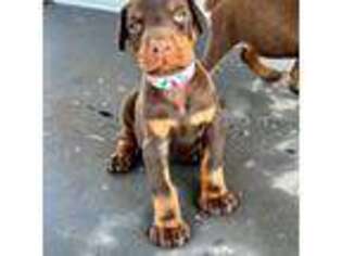 Doberman Pinscher Puppy for sale in Valley Center, CA, USA