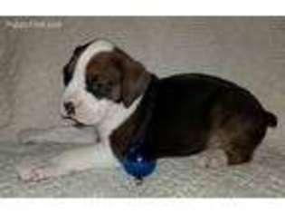 Boxer Puppy for sale in Avenel, NJ, USA