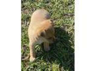 Chihuahua Puppy for sale in Ludowici, GA, USA